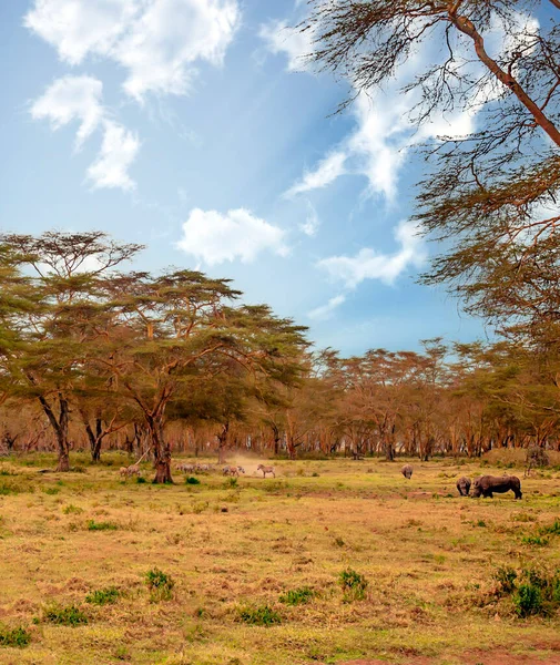 Rhino Dans Paysage Kenya Dans Une Journée Nuageuse — Photo