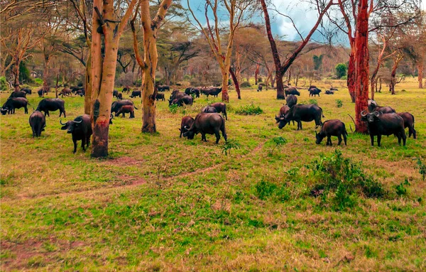 African Landscape Unde Cloudy Sky Animal Themes — Stock Photo, Image