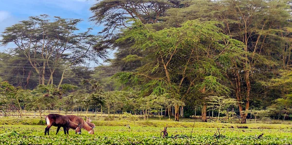 Animal themes in kenyan landscape under a cloudy sky