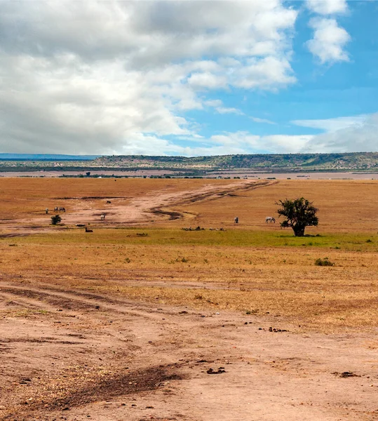 Savannah Kenya Onder Een Bewolkte Lucht — Stockfoto