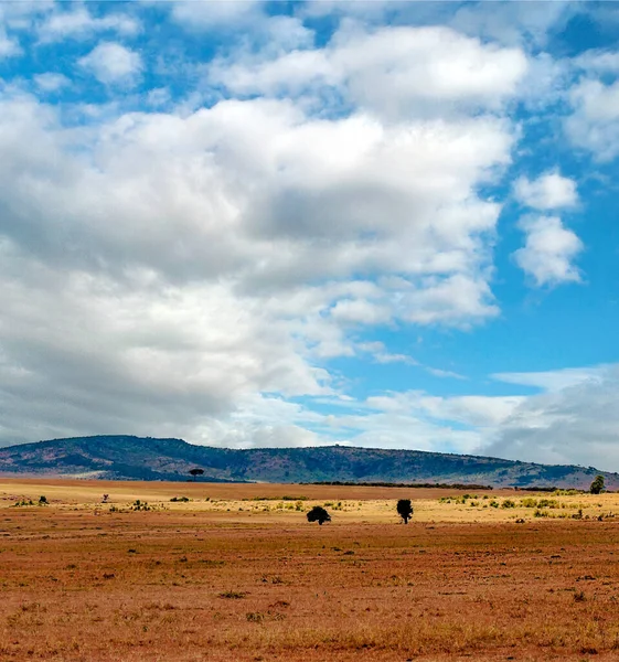 Savannah Kenya Onder Een Bewolkte Lucht — Stockfoto