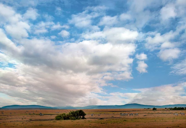 Savannah Kenya Onder Een Bewolkte Lucht — Stockfoto