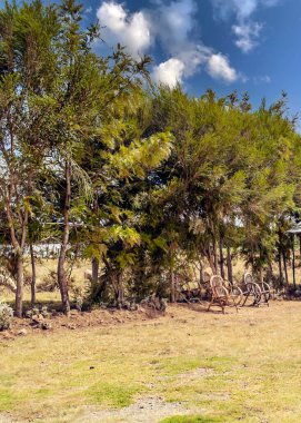 Kenya manzarası bulutlu bir günde Acacias ağaçları