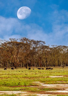 Kenya manzarası bulutlu bir günde Acacias ağaçları