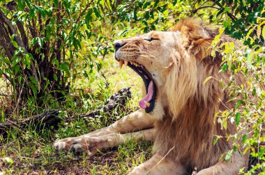 Afrika 'da Kenya ormanındaki aslanlar doğayla çevrili.