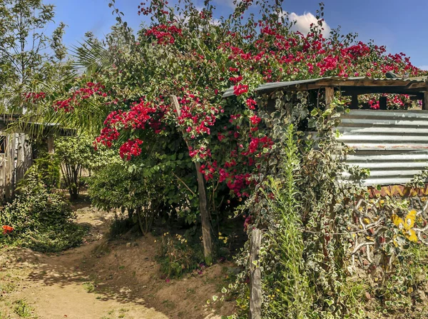 Bulutlu Bir Günde Kenya Pansiyonunda Bahçeler — Stok fotoğraf