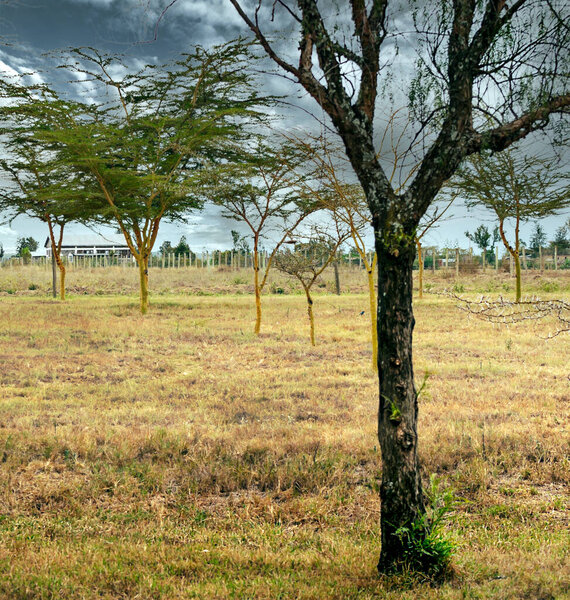 Acacias trees in landscape of Kenya in a cloudy day