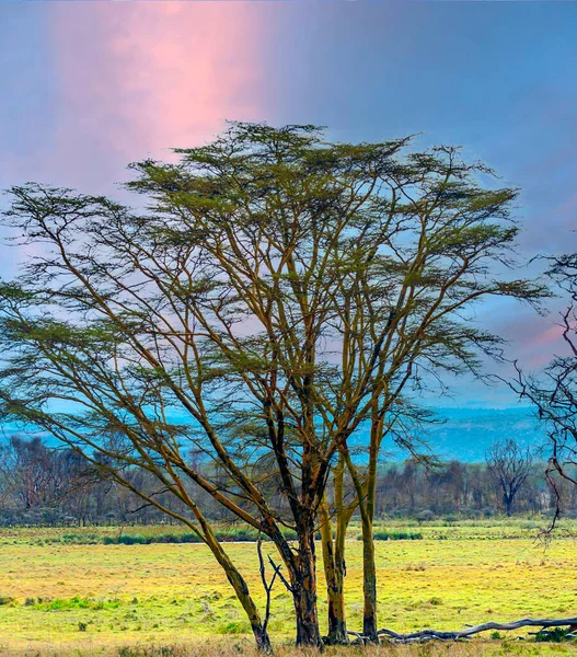 Acácias Árvores Paisagem Quênia Dia Nublado — Fotografia de Stock