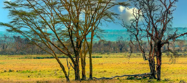 Acacias Stromy Krajině Keni Zamračeném Dni — Stock fotografie