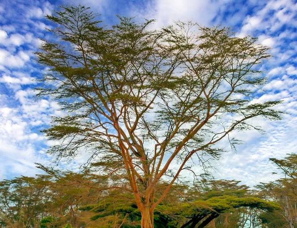 Acacias Träd Landskapet Kenya Molnig Dag — Stockfoto