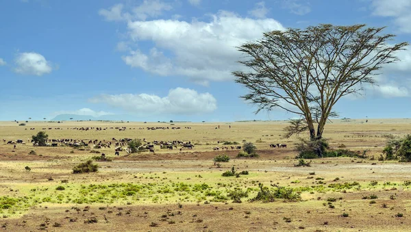 Acacias Bomen Het Landschap Van Kenia Een Bewolkte Dag — Stockfoto