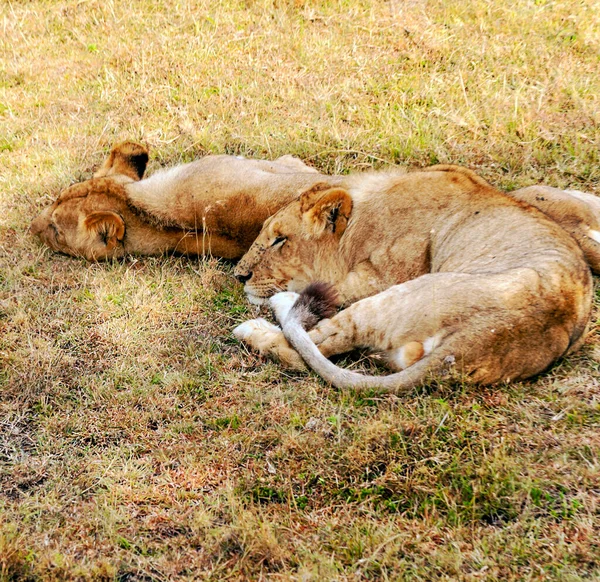 Leu Jungla Kenyei Într Tulbure — Fotografie, imagine de stoc