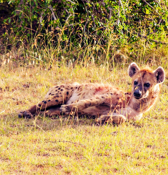 Hyena Στη Ζούγκλα Της Κένυας Μια Συννεφιασμένη Μέρα — Φωτογραφία Αρχείου