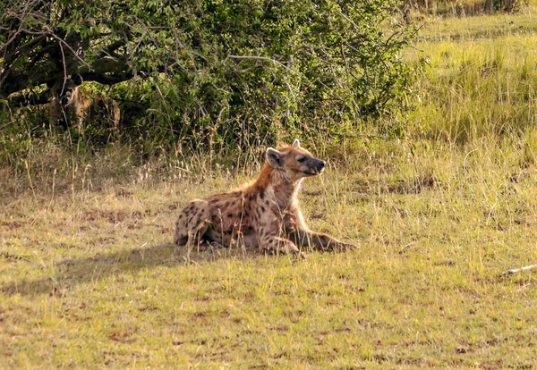 Hyena Selva Quênia Dia Nublado — Fotografia de Stock