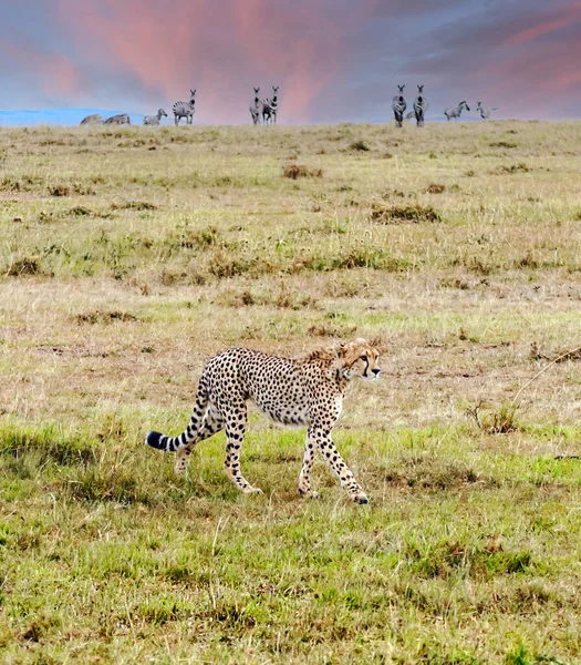 Leopard Στη Ζούγκλα Της Κένυας Κάτω Από Ένα Νεφελώδες Ανάχωμα — Φωτογραφία Αρχείου