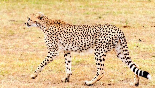 Леопард Джунглях Кении Облачным Небом — стоковое фото