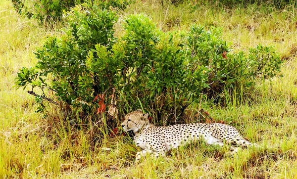 Leopard Στη Ζούγκλα Της Κένυας Κάτω Από Ένα Συννεφιασμένο Ουρανό — Φωτογραφία Αρχείου