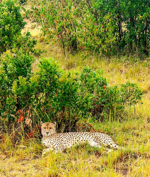 Leopard Στη Ζούγκλα Της Κένυας Κάτω Από Ένα Συννεφιασμένο Ουρανό — Φωτογραφία Αρχείου