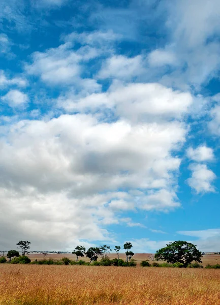 Acácias Savana Quênia África — Fotografia de Stock