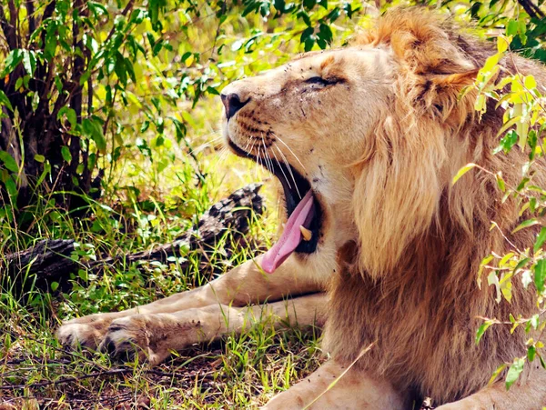 非洲肯尼亚丛林里被大自然包围的狮子 — 图库照片