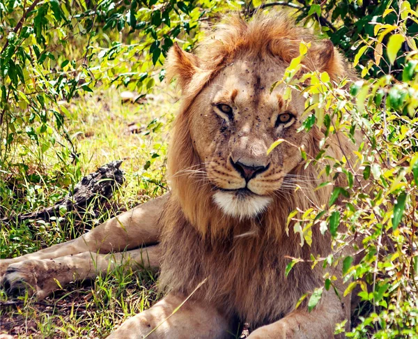Lions Dans Jungle Kenya Afrique Entourés Par Nature — Photo