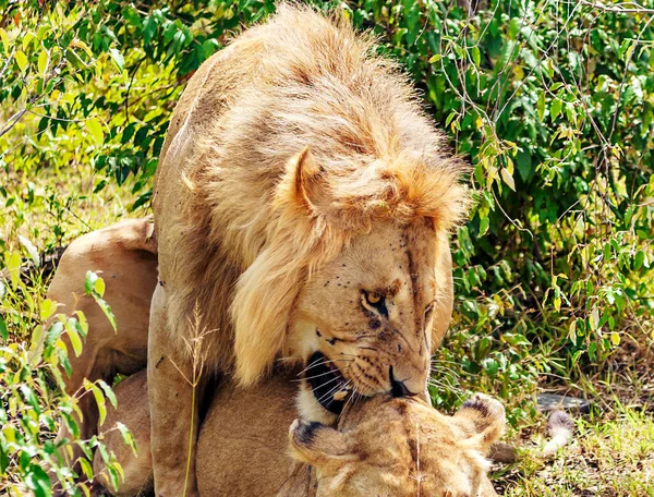 Lions Dans Jungle Kenya Afrique Entourés Par Nature — Photo