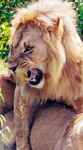 Lions Dans Jungle Kenya Afrique Entourés Par Nature — Photo