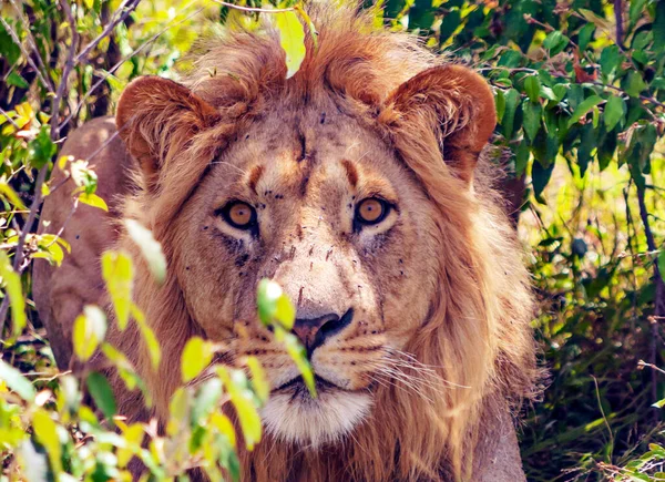 Leões Selva Quênia África Cercados Pela Natureza — Fotografia de Stock