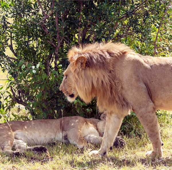 Lejon Djungeln Kenya Afrika Omgivna Naturen — Stockfoto