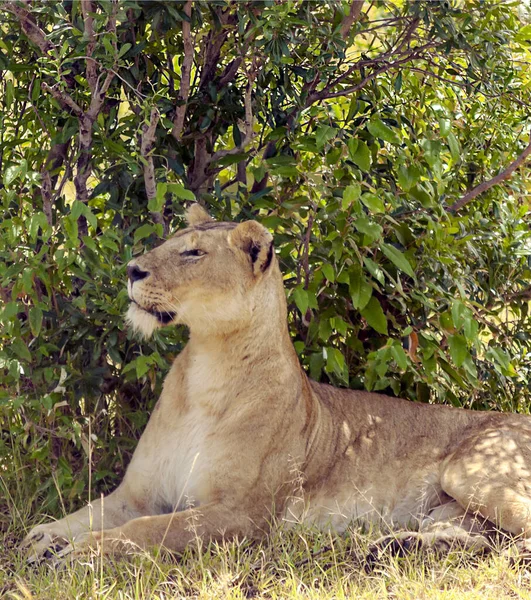Λιοντάρια Στη Ζούγκλα Της Κένυας Στην Αφρική Περιτριγυρισμένα Από Φύση — Φωτογραφία Αρχείου