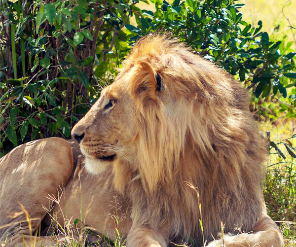 Lions in the jungle of Kenya in Africa surrounded by nature