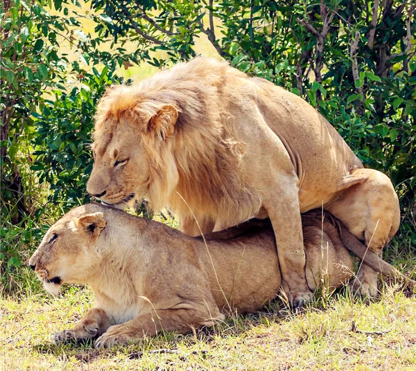 Lions Dans Jungle Kenya Afrique Entourés Par Nature — Photo