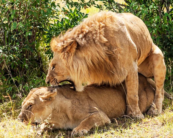 Singa Hutan Kenya Afrika Dikelilingi Oleh Alam — Stok Foto