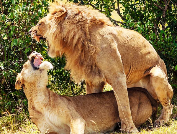 Lions in the jungle of Kenya in Africa surrounded by nature