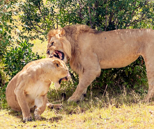 Lions Dans Jungle Kenya Afrique Entourés Par Nature — Photo