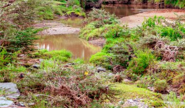 Kenya 'da akasya ağaçları olan nehir bulutlu bir günde