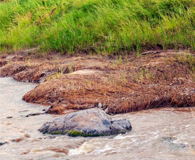 Kenya 'da akasya ağaçları olan nehir bulutlu bir günde