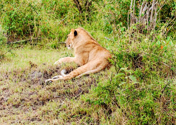 Leoa Selva Quênia Dia Nublado — Fotografia de Stock