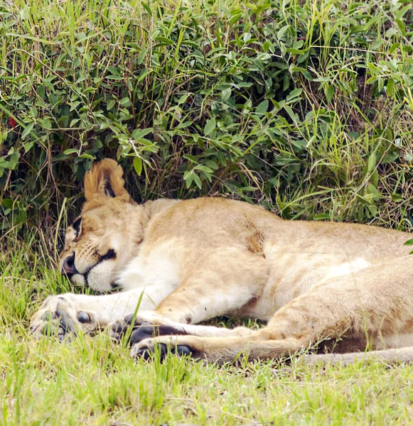 Løvinne Kenyas Jungel Overskyet Dag – stockfoto