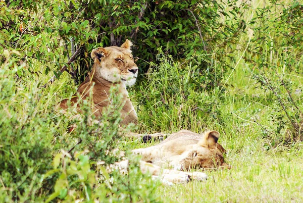 Leeuwin Jungle Van Kenia Een Bewolkte Dag — Stockfoto
