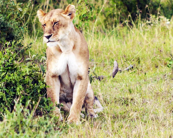 Lionne Dans Jungle Kenya Par Une Journée Nuageuse — Photo