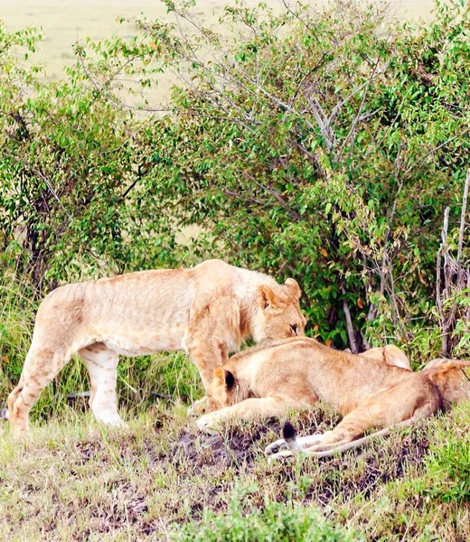 Leona Selva Kenia Día Nublado — Foto de Stock