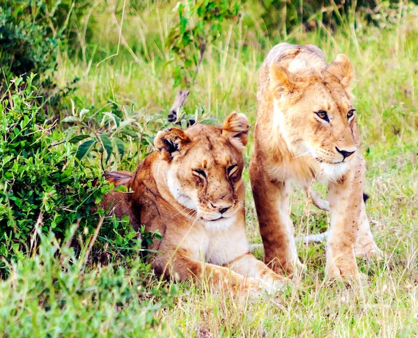 Lionne Dans Jungle Kenya Par Une Journée Nuageuse — Photo