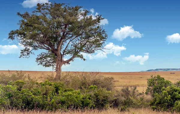 肯尼亚草原上的橡胶树 天空中乌云密布 — 图库照片
