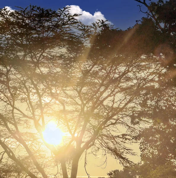Захід Сонця Гілками Дерева Кенії — стокове фото