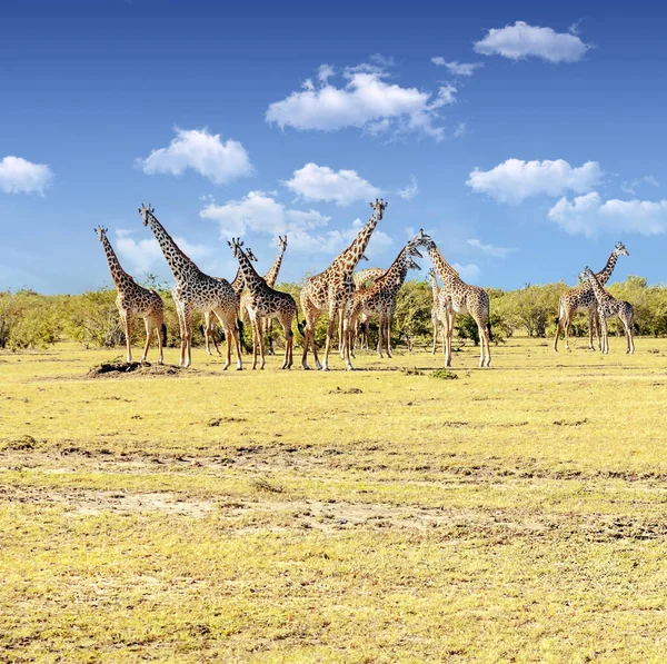 Girafes Dans Les Prairies Avec Des Acacias Kenya Par Une — Photo