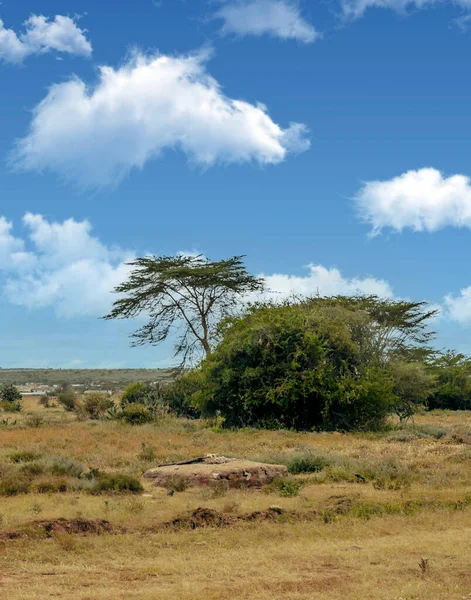 Acacias Bomen Weiden Van Kenia Met Wolken Lucht — Stockfoto