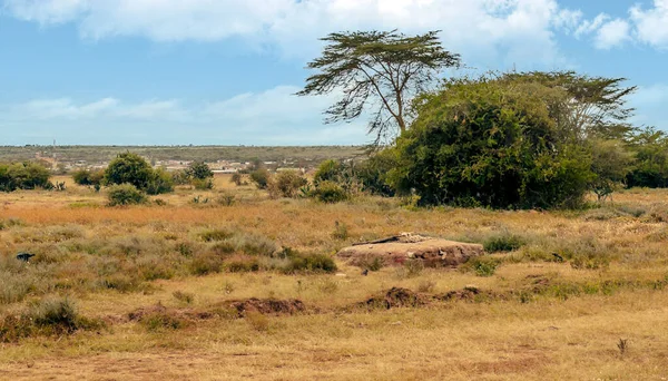 Acacias Trees Meadows Kenya Clouds Sky — Stock Photo, Image