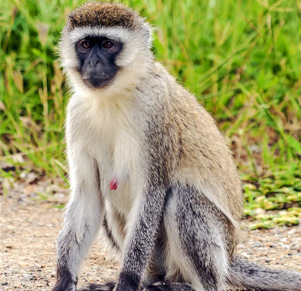 Bavianen Zitten Het Woud Van Kenia Een Bewolkte Dag — Stockfoto