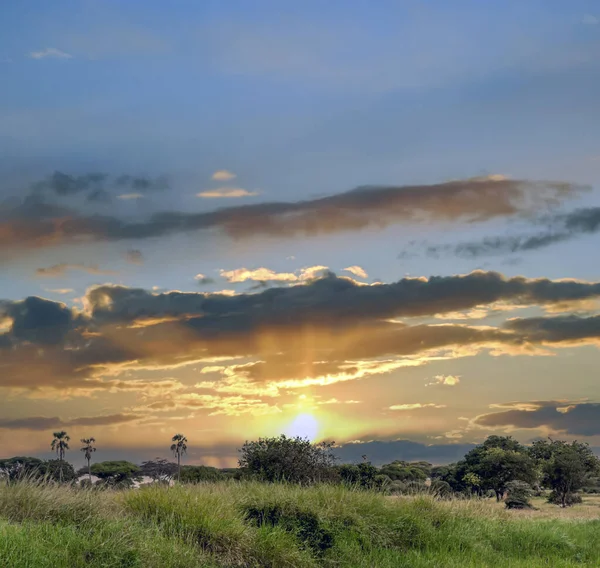 Acácias Pôr Sol Quénia — Fotografia de Stock